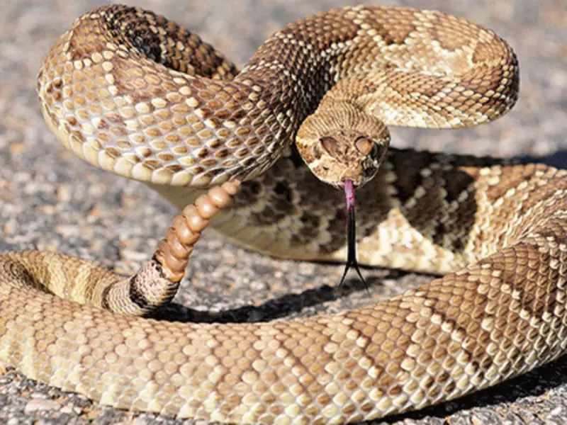 Serpiente cáscabel.