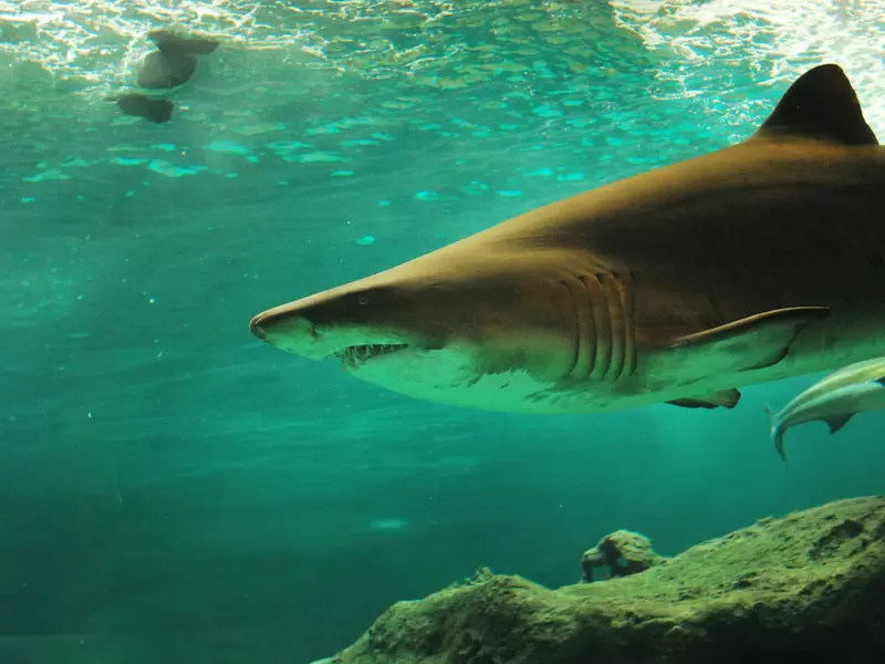 Tiburón. Tiburón.