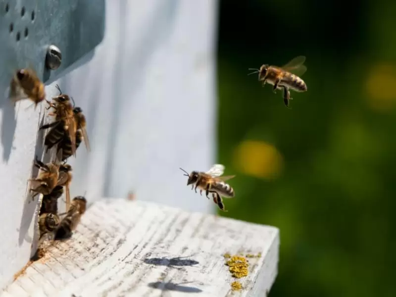 Pequeña afectación de producción de miel