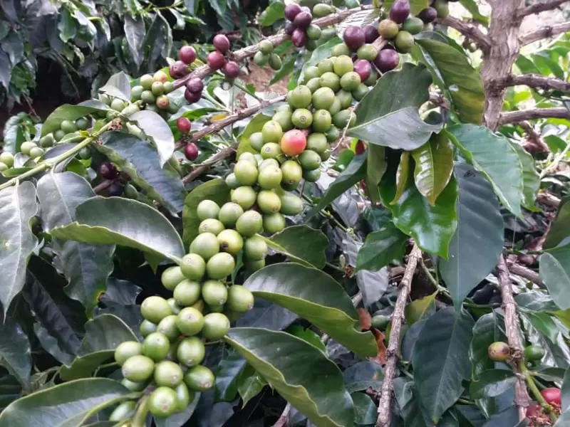 Café Risaralda