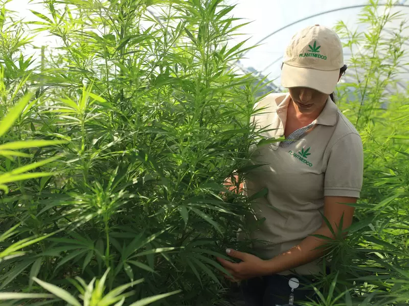 Cannabis medicinal