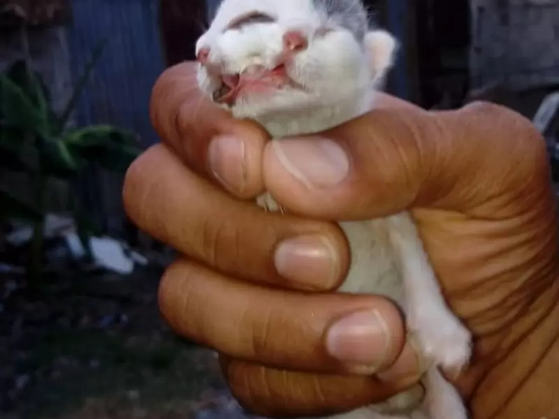 Gato con dos cabezas, en Natagaima (Tolima)