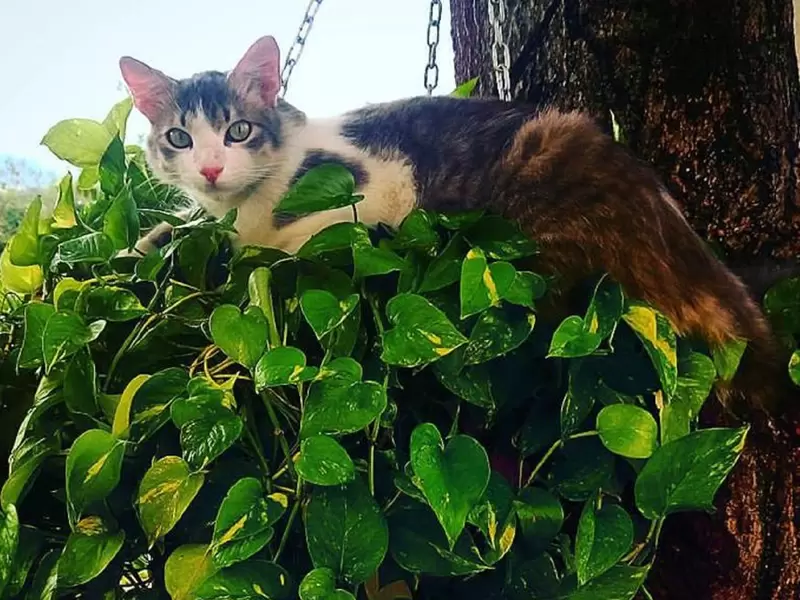 Gato Neiva