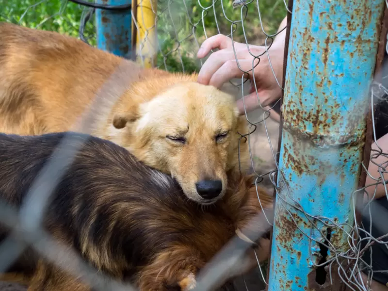 Perros - Adopción