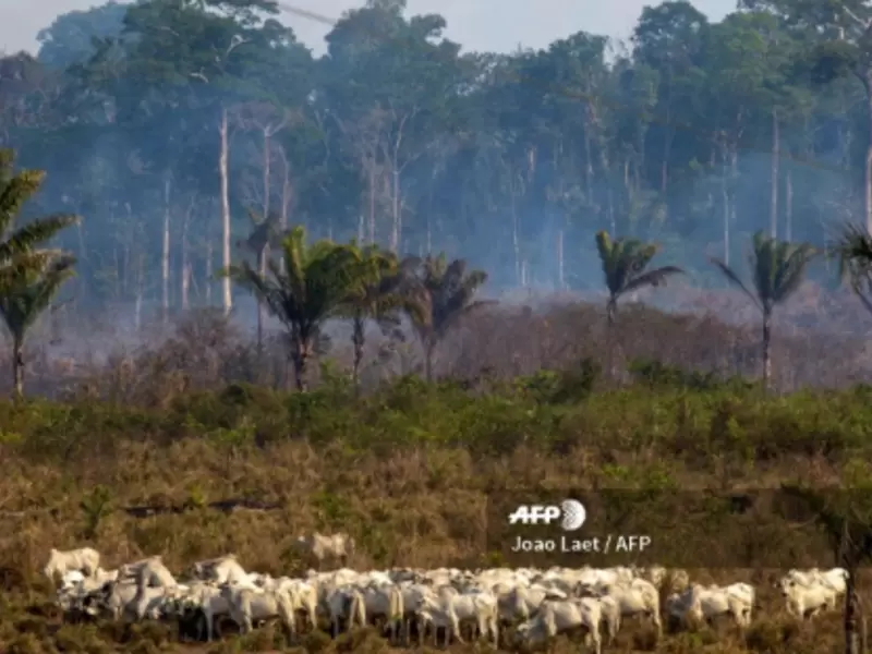 Donación en la ONU para la Amazonía y selvas tropicales