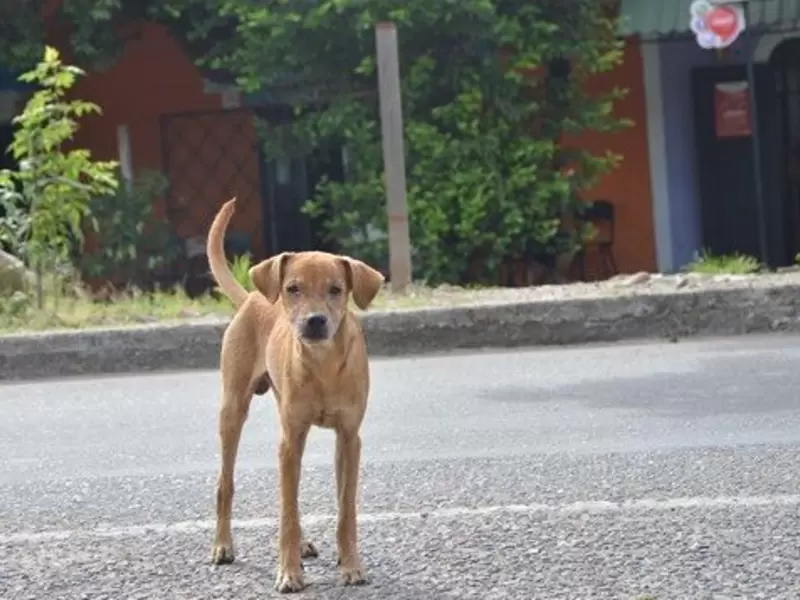 Animales abandonados