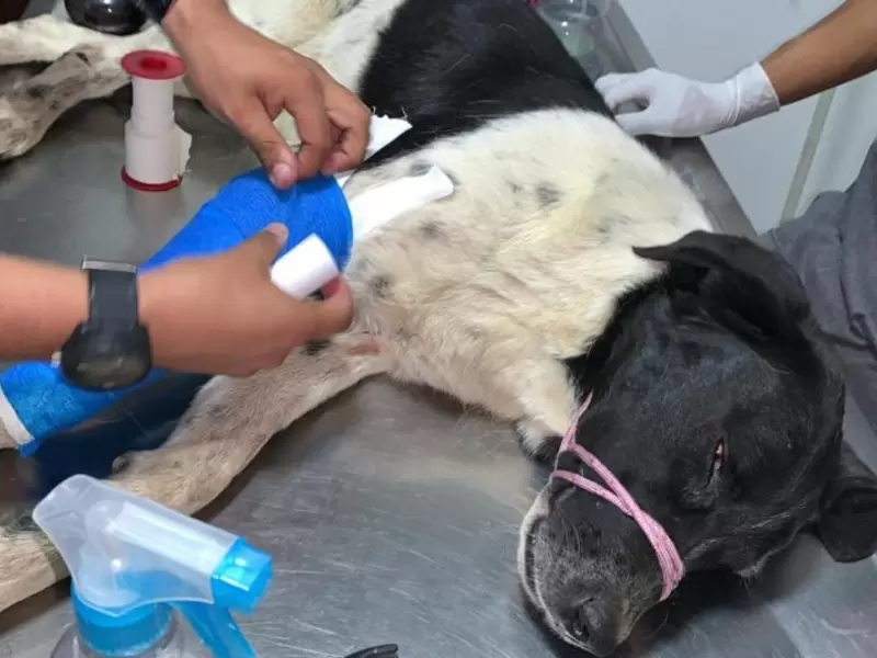 Cirugía canino para extraerle una bala en Sogamoso Boyacá