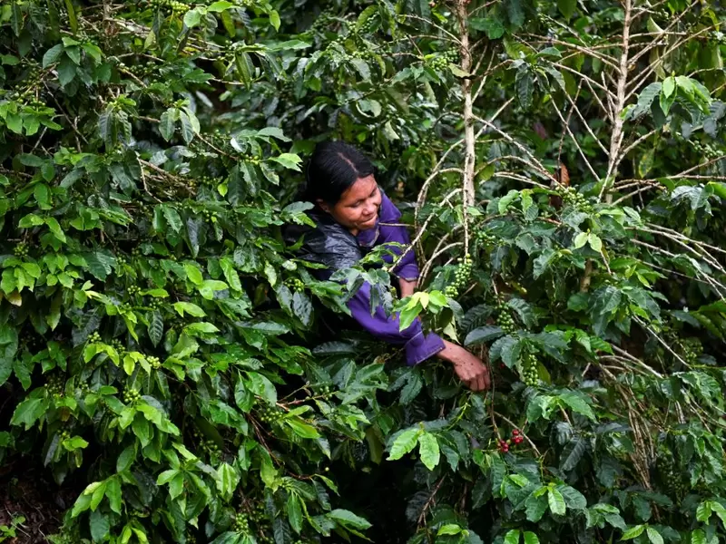 Una mujer cosecha café en el municipio de Santuario, departamento de Risaralda. Una mujer cosecha café en el municipio de Santuario, departamento de Risaralda.
