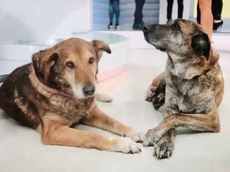 Mono y Pirula, dos de los perros para adoptar Mono y Pirula, dos de los perros para adoptar