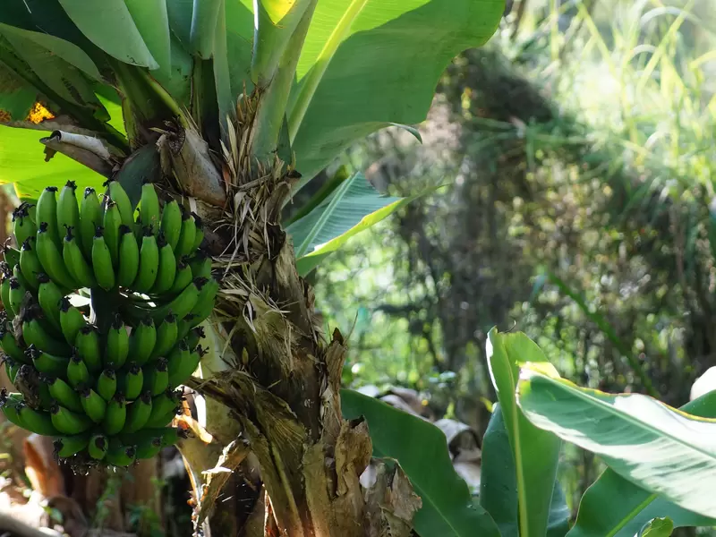 Plátano Plátano