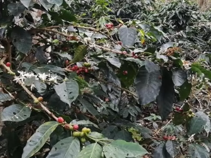 Café