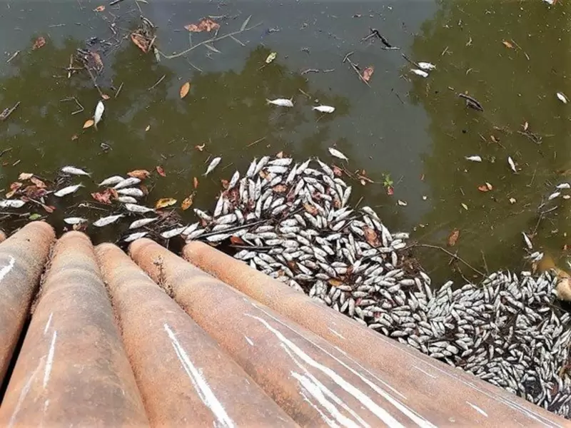 Pescadores en Barrancabermeja, Santander, denunciaron esta emergencia que se está presentando por contaminación en la fuente hídrica.
