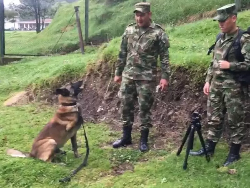 Perros antiexplosivos que trabajan con el Ejército Nacional