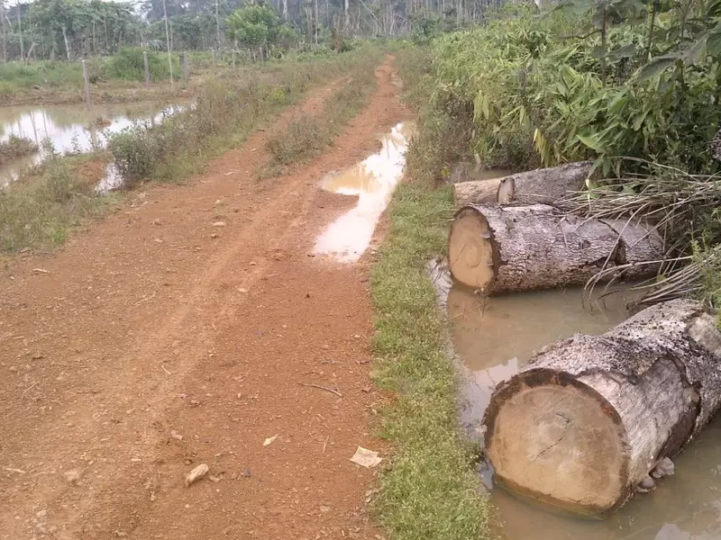Deforestación