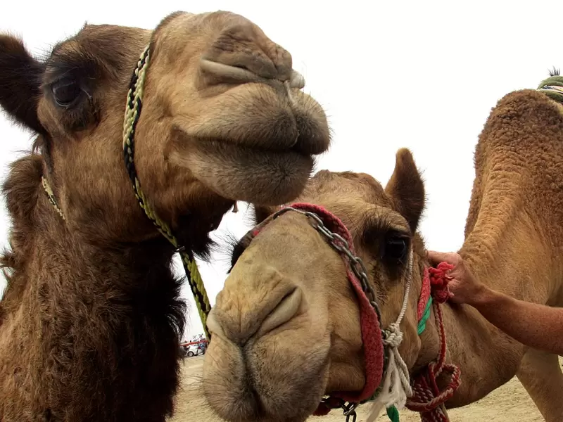 No es la primera vez que se sacrifican miles de animales salvajes como camellos o caballos que no son endémicos de Australia.