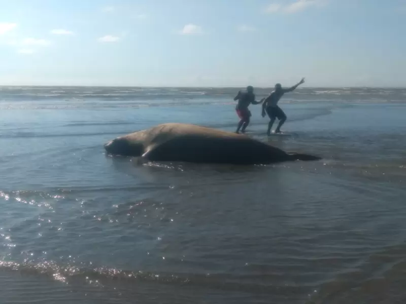 Elefante marino en Buenaventura.