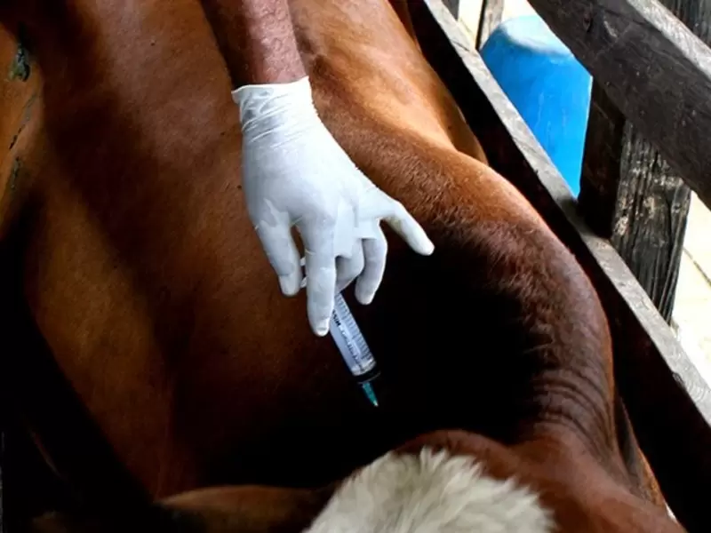 Se aplicó la vacuna contra la Fiebre Aftosa a 27.215.538 bovinos