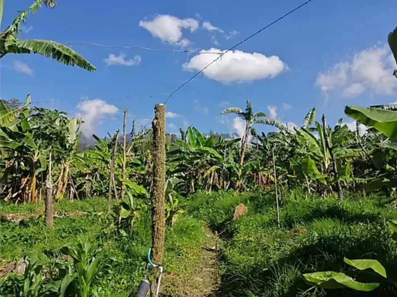 Hectáreas de plátano cultivadas en las veredas Llano del Trigo sector Loma Alta, y La Moya.