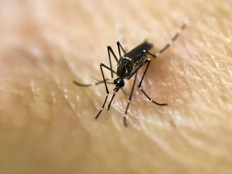 Mosquito que transmite el dengue.