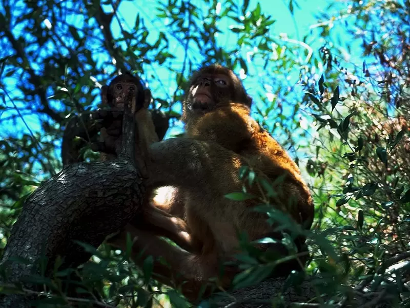 Monos Monos
