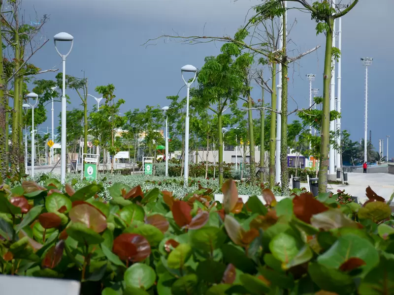 Árboles Malecón de Barranquilla