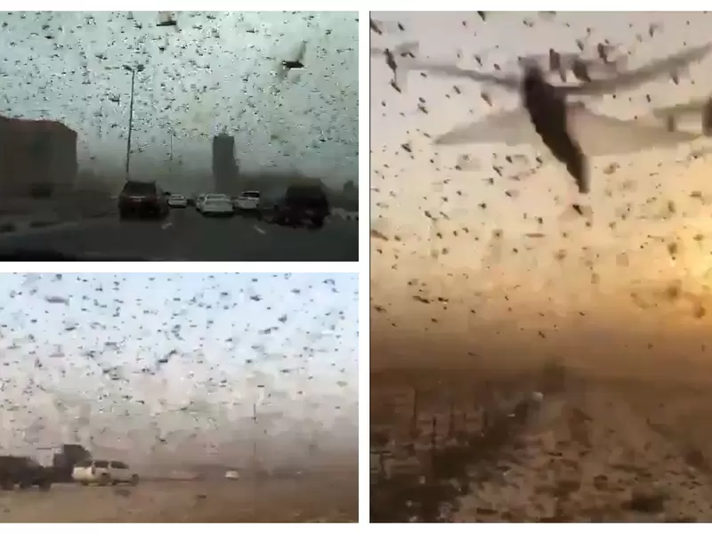 Plaga de langostas