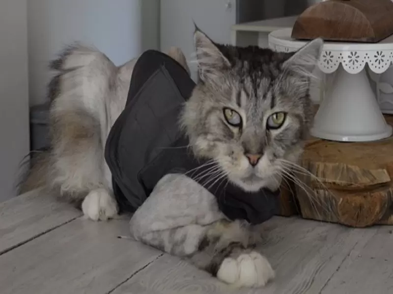 Gato con marcapasos