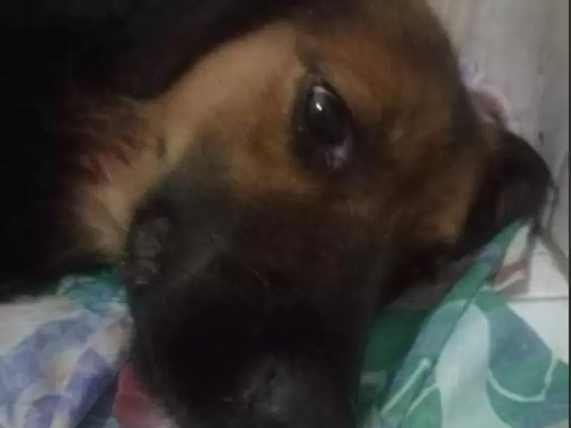 PERRO CRIOLLO