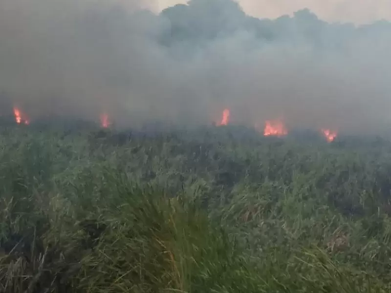 Autoridades trabajan para evitar más incendios forestales