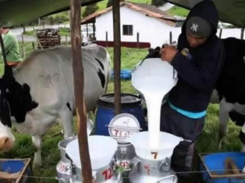 Producción de leche en el Tolima
