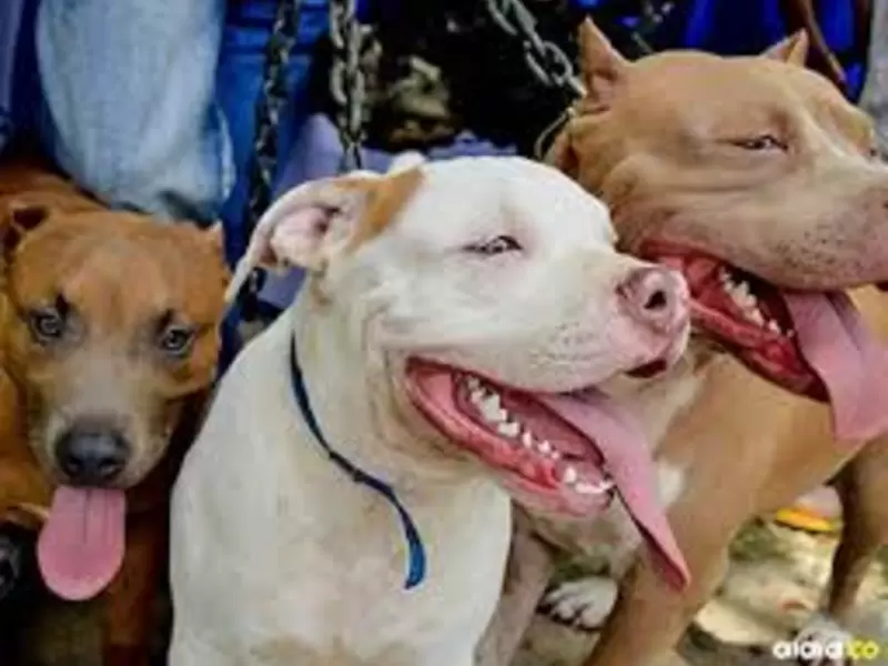 Un perro de raza pitbull mordió a un niño de diez años en Itagüí