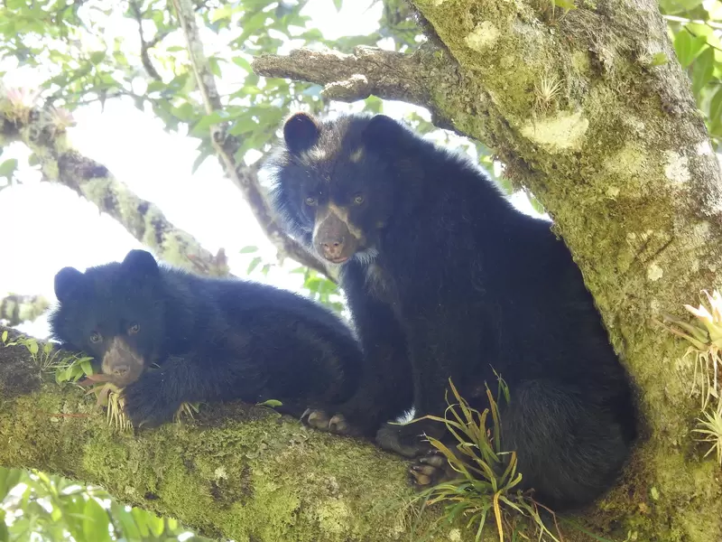 Osos de Anteojos en el Huila