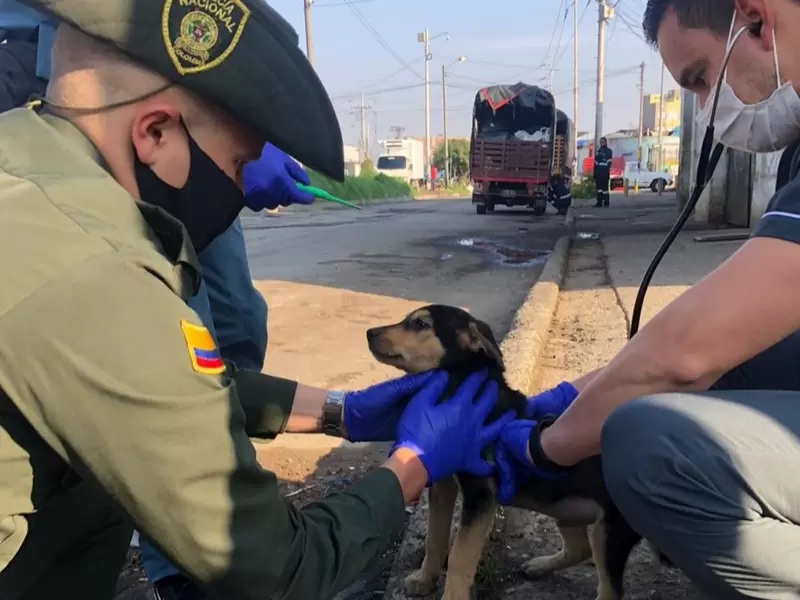Autoridades adelantan actividad de protección a animales de calle en diferentes sectores de la ciudad.