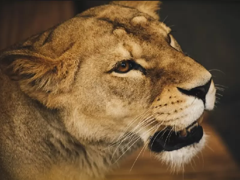 Animales en zoológico.