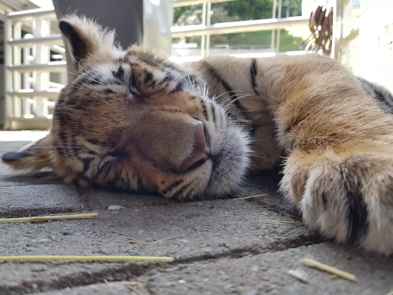 Tigre