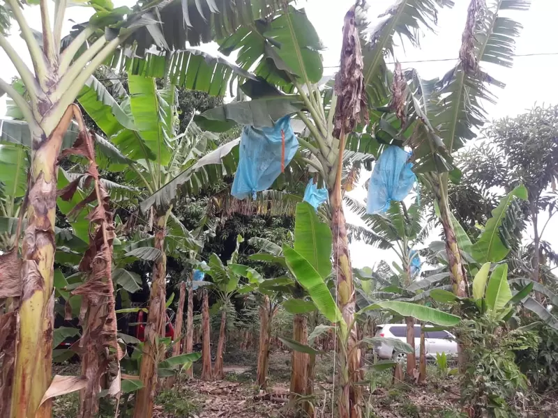 Restitución de tierras en el Urabá antioqueño.