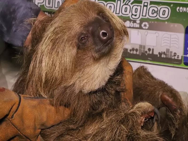 Campesinos rescatan a oso perezoso al que le arrancaron las garras