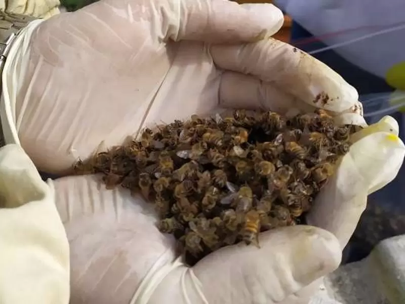 Preocupación en el Quindío por nuevos casos de mortandad de abejas