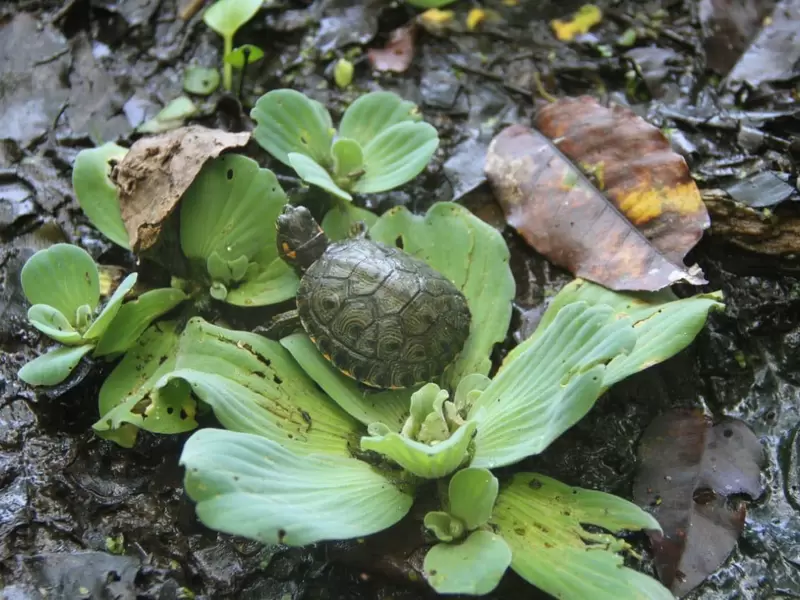 Tortuga hicotea.