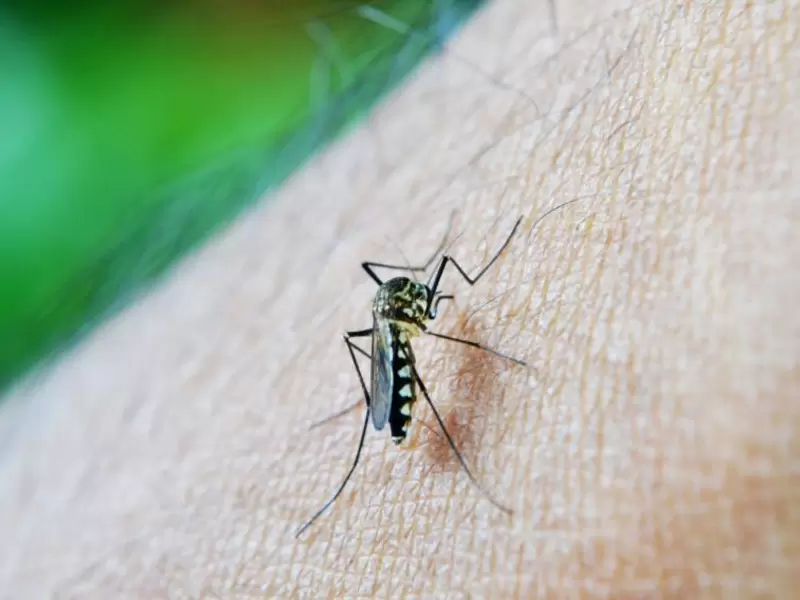 Mosquito transmisor del dengue