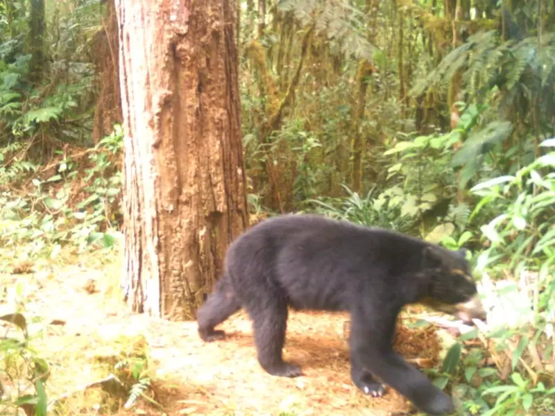 Osos Huila