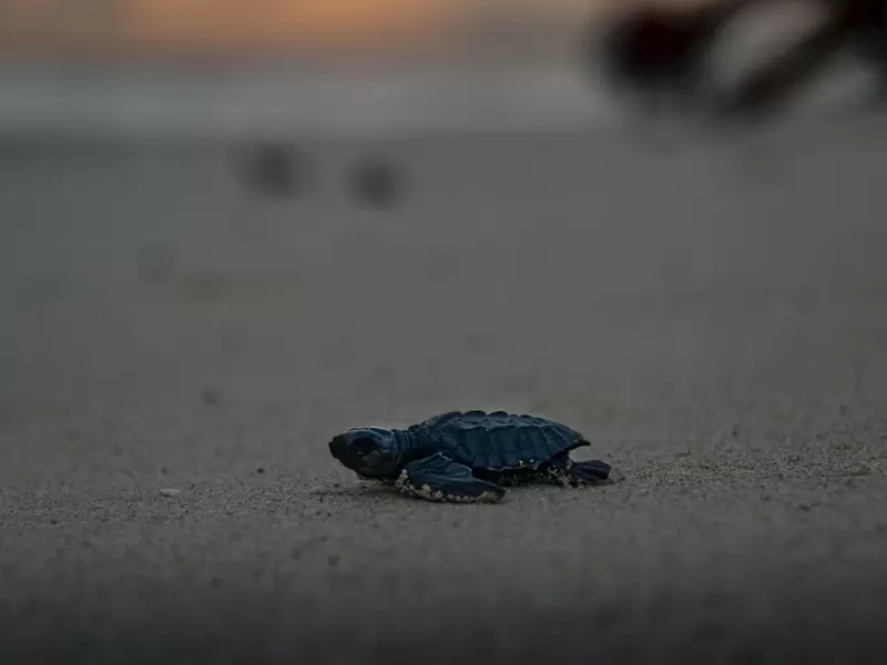 Tortuga Tortuga