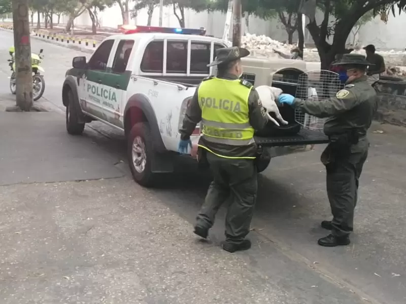 Perros Rescatados