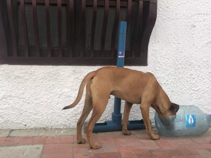 Perro callejero