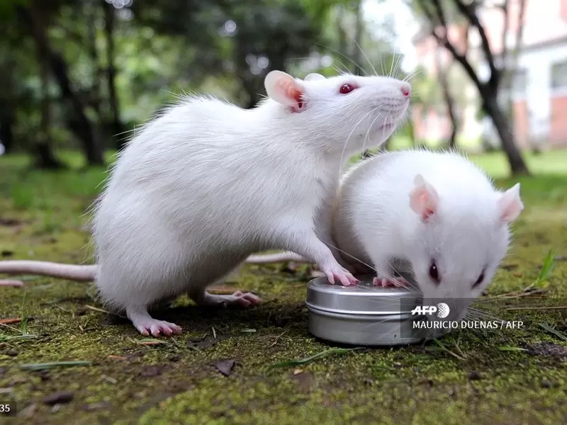 Ratones Ratones