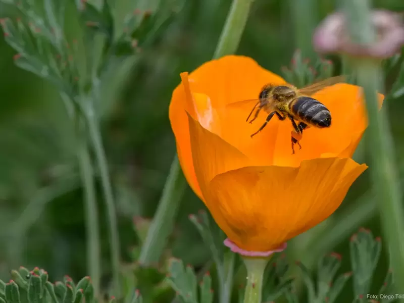 Abeja.