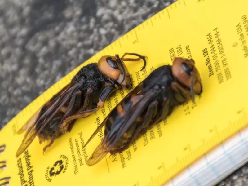 Avispón asesino