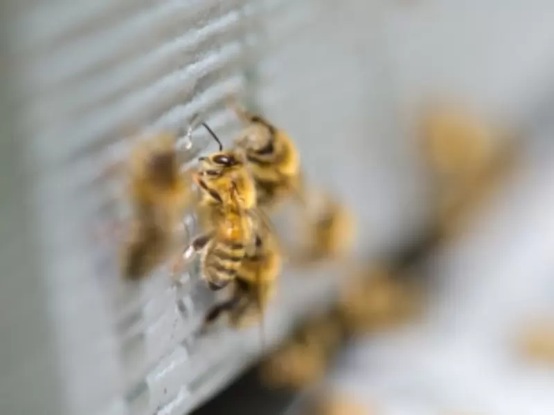 Abejas