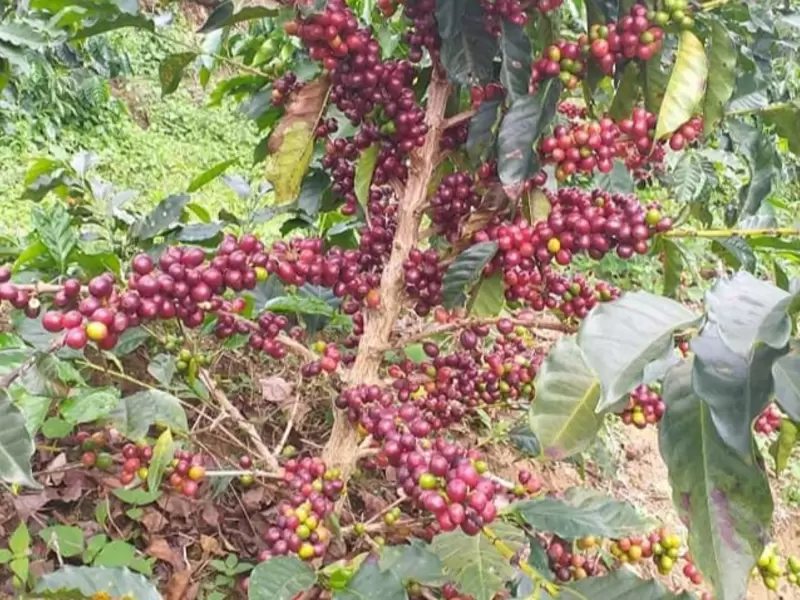 Cosecha Huila