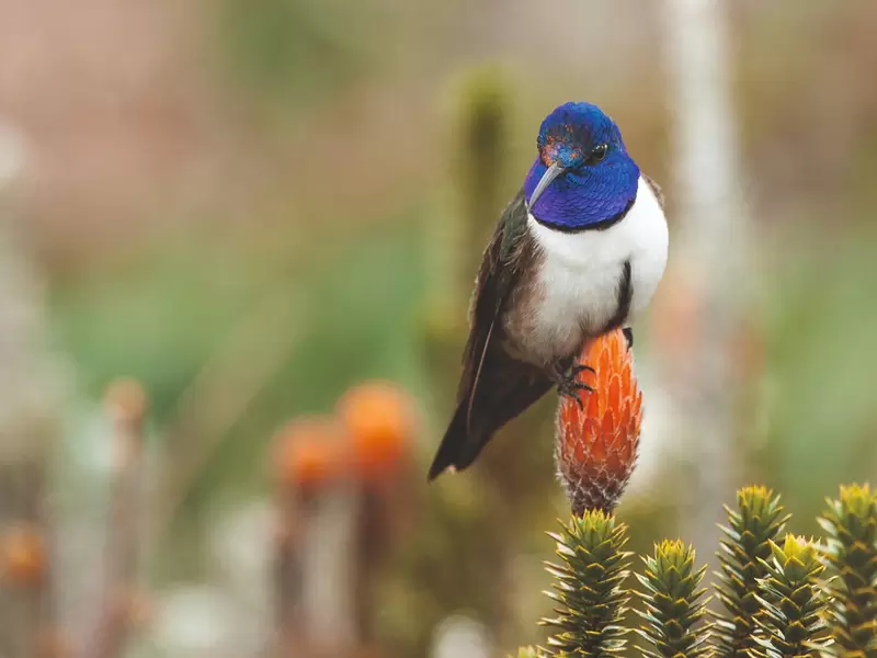 "paraíso de los colibríes